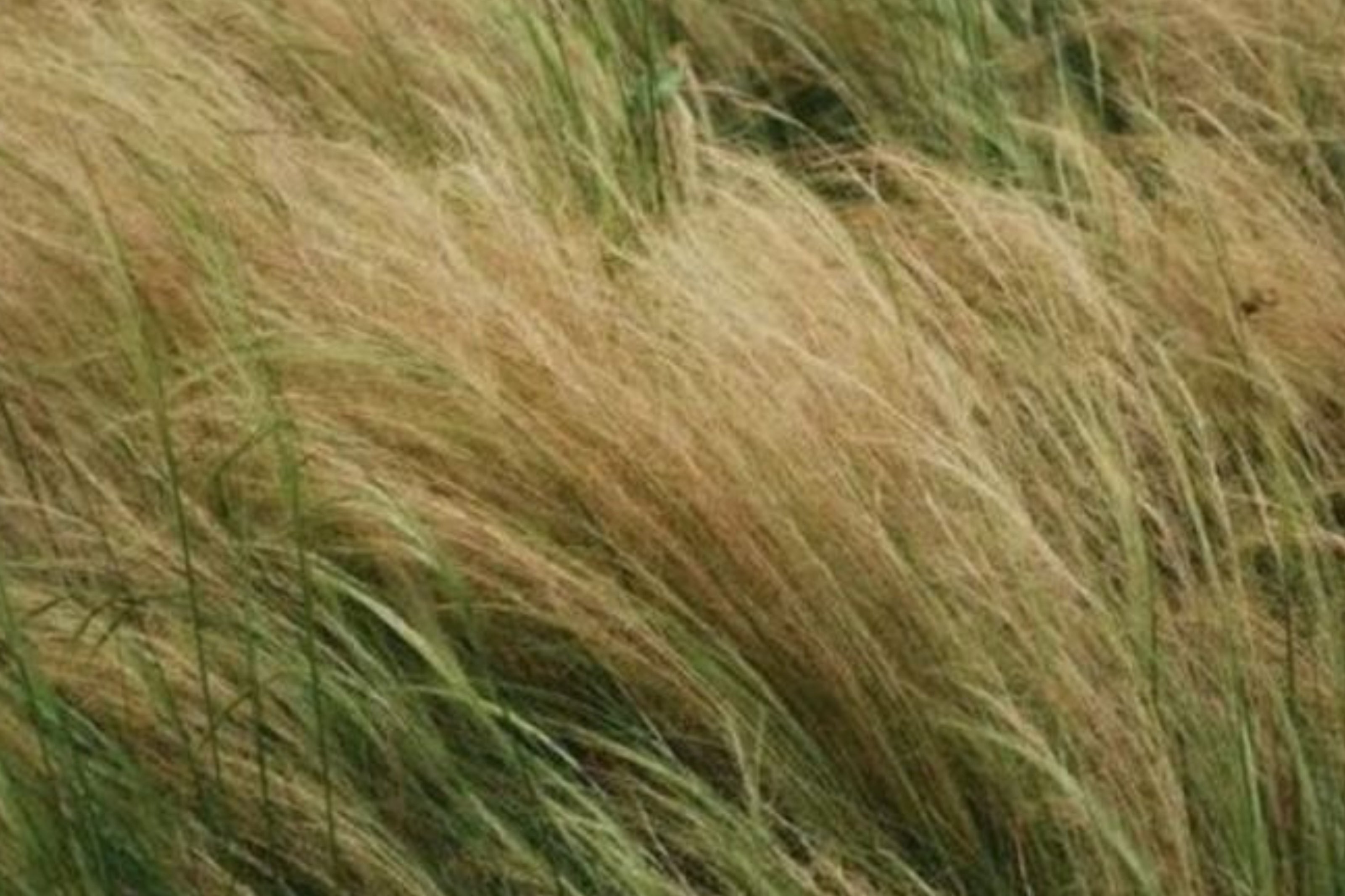 plant-based skincare
