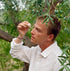 Man in a white shirt examining a bottle of olive oil outdoors with olive trees in the background